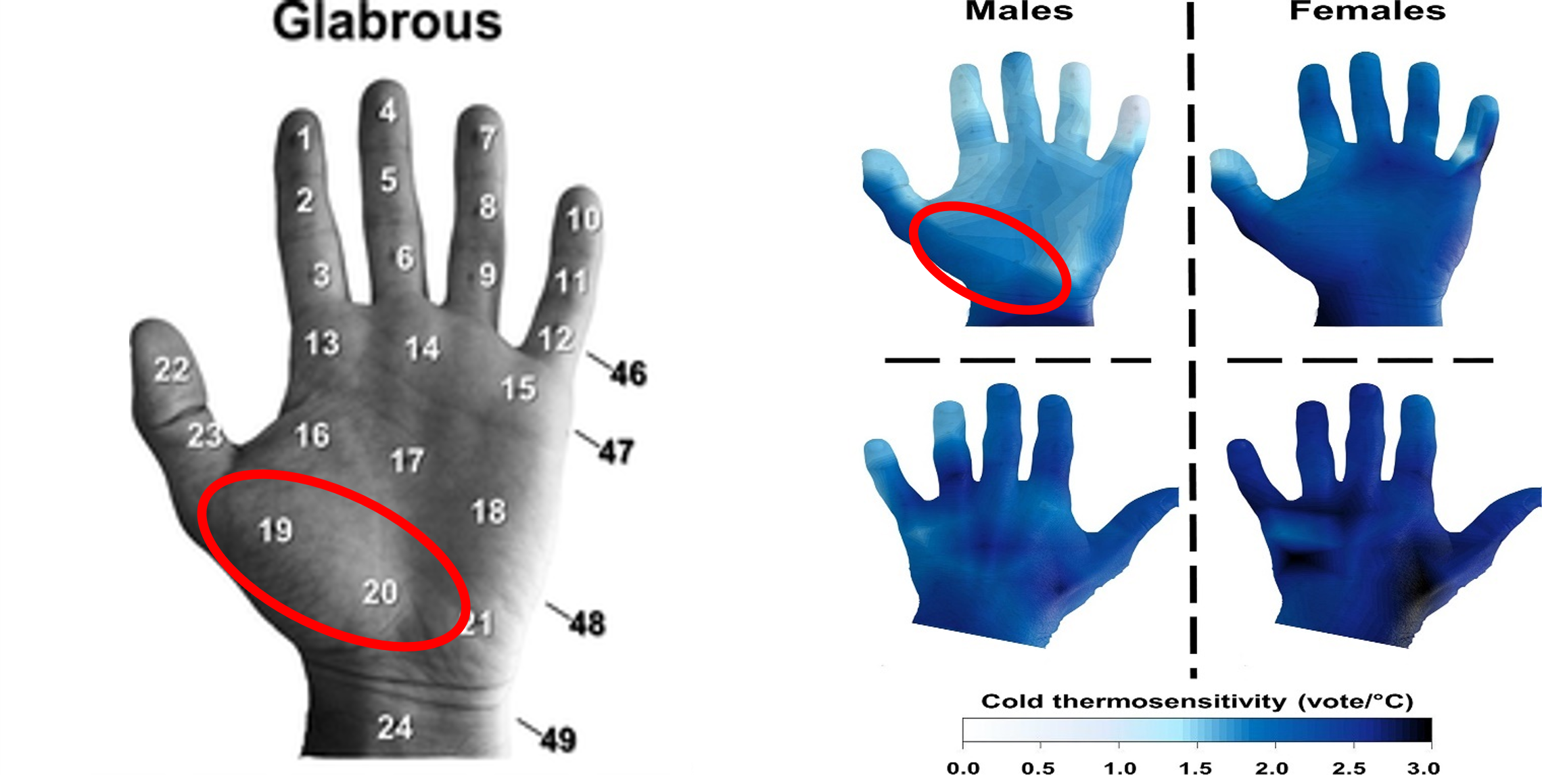 The Palms of the Hands Are 'Human Radiators': Here Are The 2 Variables ...